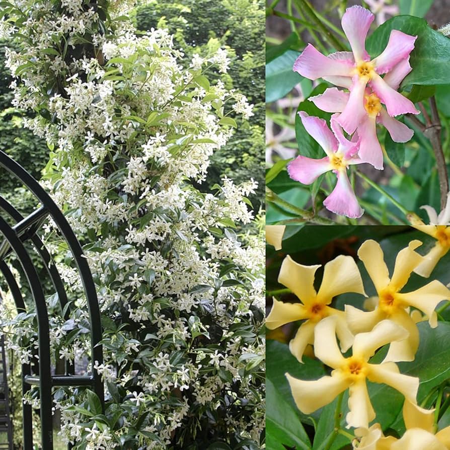 Amazon.com : 200+ Mixed Star Jasmine Flower Seeds for